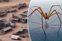 Phim trường "chết chóc": Nhân viên phim "Rust" bị nhện cắn gây hoại tử