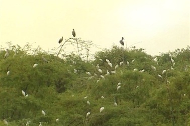 Kỳ lạ vườn cò vạn con bên sông Cầu