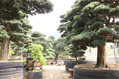 Cận cảnh vườn tùng cổ thụ trăm tuổi “độc nhất, vô nhị” ở Hà Nội