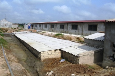 Điêu đứng vì mùi xú uế từ trại lợn