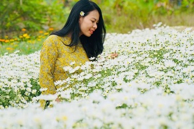 Mua đất từ thủ đô về Thanh Hóa trồng cúc họa mi, kiếm bộn tiền