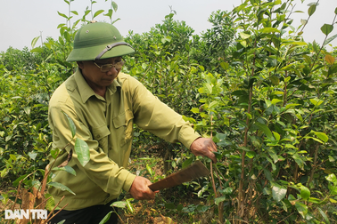 Loại cây trồng một lần, thu suốt nửa đời người, nông dân rủng rỉnh tiền
