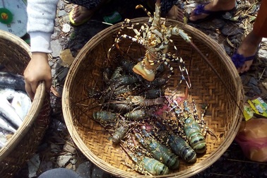 Tôm hùm "đi lạc", người nuôi tôm khóc, người đánh lưới cười