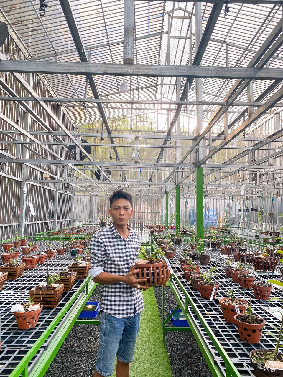 Nghệ nhân Lê Trọng Nhân chia sẻ kinh nghiệm chăm sóc hoa lan đột biến - 1 Nghệ nhân Lê Trọng Nhân chia sẻ kinh nghiệm chăm sóc hoa lan đột biến - 1