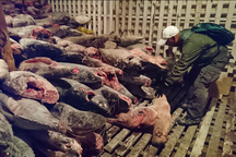 Mỹ chỉ trích đội tàu Trung Quốc đánh bắt tận diệt, phá hủy môi trường