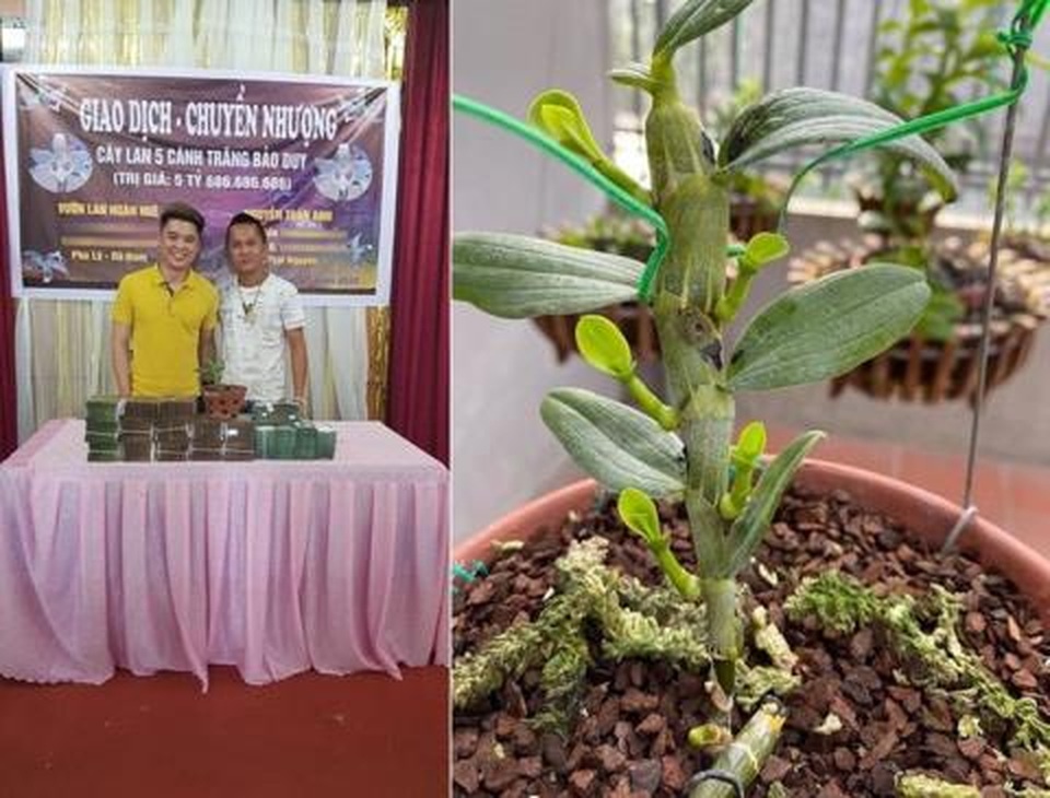 Sốt phi điệp đột biến: Thêm người bị lừa trắng tiền tỷ - 1 Sốt phi điệp đột biến: Thêm người bị lừa trắng tiền tỷ - 1