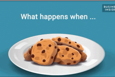 Điều gì sẽ xảy ra khi ruồi đậu vào thức ăn?