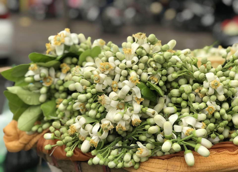 Hoa bưởi xuống phố, khách giành nhau từng chùm - 2 Hoa bưởi xuống phố, khách giành nhau từng chùm - 2