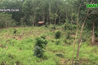 Voi rừng về phá rẫy kiếm thức ăn, đuổi dân