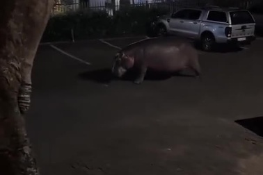 Hà mã lang thang trong khu dân cư tại Nam Phi