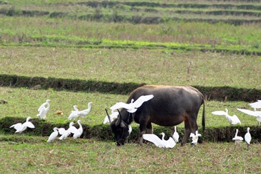 Cò bay trắng trời Bát Xát