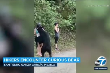 Gấu đen "sàm sỡ", ngửi tóc cô gái trẻ