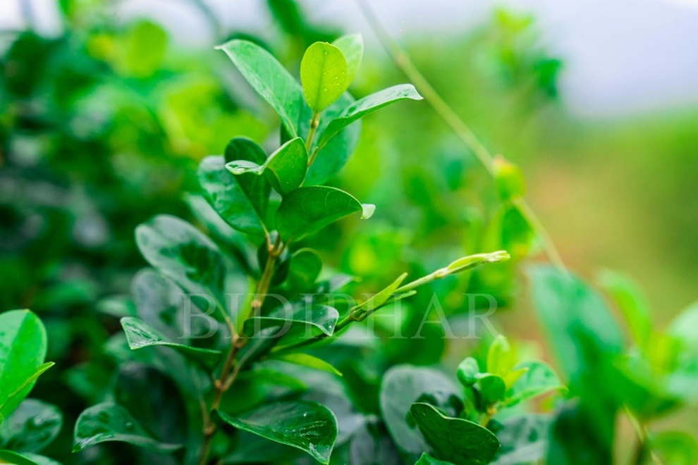 Sống vui khỏe với bệnh tiểu đường trong bối cảnh đại dịch - 1 Sống vui khỏe với bệnh tiểu đường trong bối cảnh đại dịch - 1
