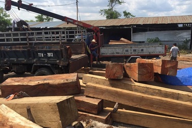 Đột kích kho gỗ khủng, bắt khẩn cấp một "trùm gỗ"