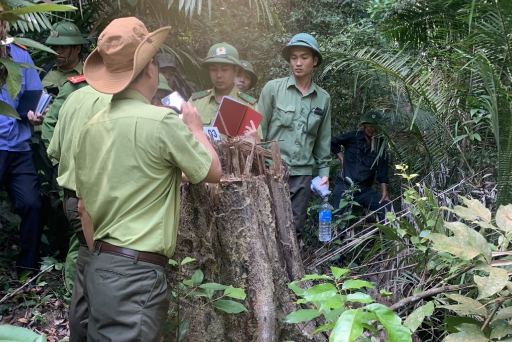 Rừng phòng hộ ở Gia Lai bị lâm tặc rút ruột trong thời gian dài - 8 Rừng phòng hộ ở Gia Lai bị lâm tặc rút ruột trong thời gian dài - 8