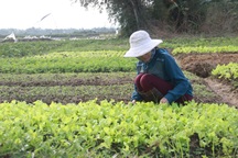 Quảng Trị: Rau màu chết vì mưa rét, người nông dân lo mất Tết