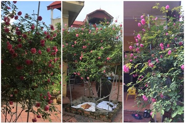 Hồng cổ Sapa đẹp hiếm có giá 40 triệu của dân chơi Hà Nội