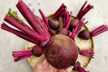 Loại củ "xấu xí" bán đầy chợ Việt là siêu thực phẩm với người nước ngoài