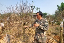 Thương lái liên tục "chốt đơn", người trồng đào mải bán hàng quên cả ngủ