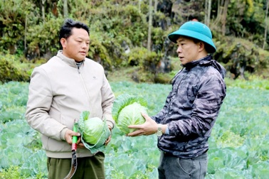 Tuyên Quang: Người dân nâng cao thu nhập từ cải tạo vườn tạp