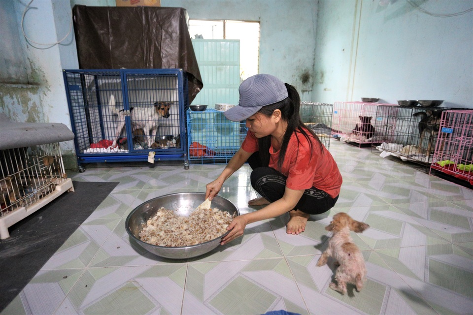 Người “mẹ” của những chú chó, mèo hoang ở Đà Nẵng - 1 Người “mẹ” của những chú chó, mèo hoang ở Đà Nẵng - 1
