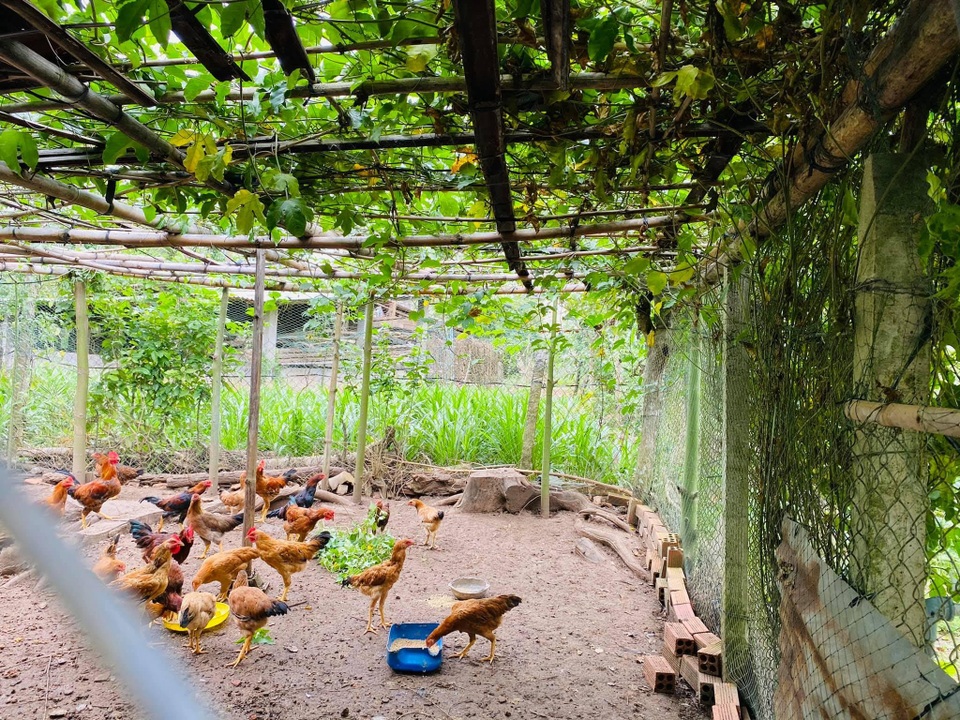 Vợ chồng 8X lên kế hoạch về hưu sớm, làm nhà vườn rộng 6000m2 ở Vũng Tàu - 6 Vợ chồng 8X lên kế hoạch về hưu sớm, làm nhà vườn rộng 6000m2 ở Vũng Tàu - 6