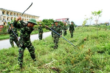 Huế: Lại ra quân tiêu diệt "kẻ xâm lấn" mai dương