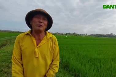 Nông dân Bình Định khốn khổ vì "giặc" chuột phá hại lúa