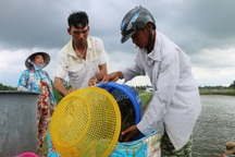 Dịch bệnh tôm nước lợ diễn biến phức tạp, người nuôi như “ngồi trên lửa”