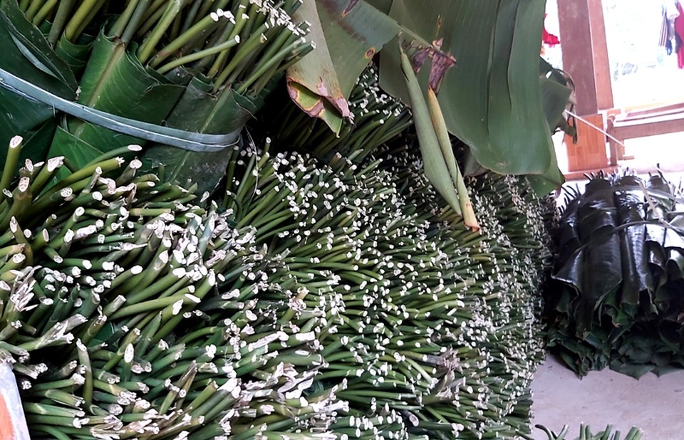 Thanh Hoá: Cận Tết, nhiều cụ bà gần 70 tuổi vẫn băng rừng, lội suối hái lá dong - 5 Thanh Hoá: Cận Tết, nhiều cụ bà gần 70 tuổi vẫn băng rừng, lội suối hái lá dong - 5