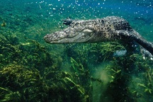 Cá sấu có thể mọc lại đuôi như thằn lằn