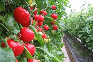 “Mốt” cho thực phẩm và đồ uống nghe nhạc Mozart ở Nhật