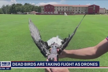 Các nhà khoa học Mỹ "hồi sinh" chim đã chết thành UAV