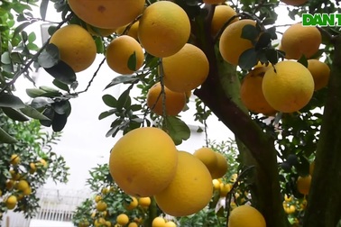 Bưởi cảnh giá chục triệu xuống phố đón Tết sớm