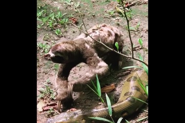 Cuộc chạm trán giữa con lười chậm chạp với trăn "khủng" và cái kết khó ngờ