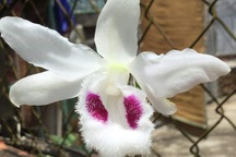 Lan đột biến Bướm Đại Ngàn rao bán 100 tỷ đồng, giá trị thực hay chiêu thổi giá?