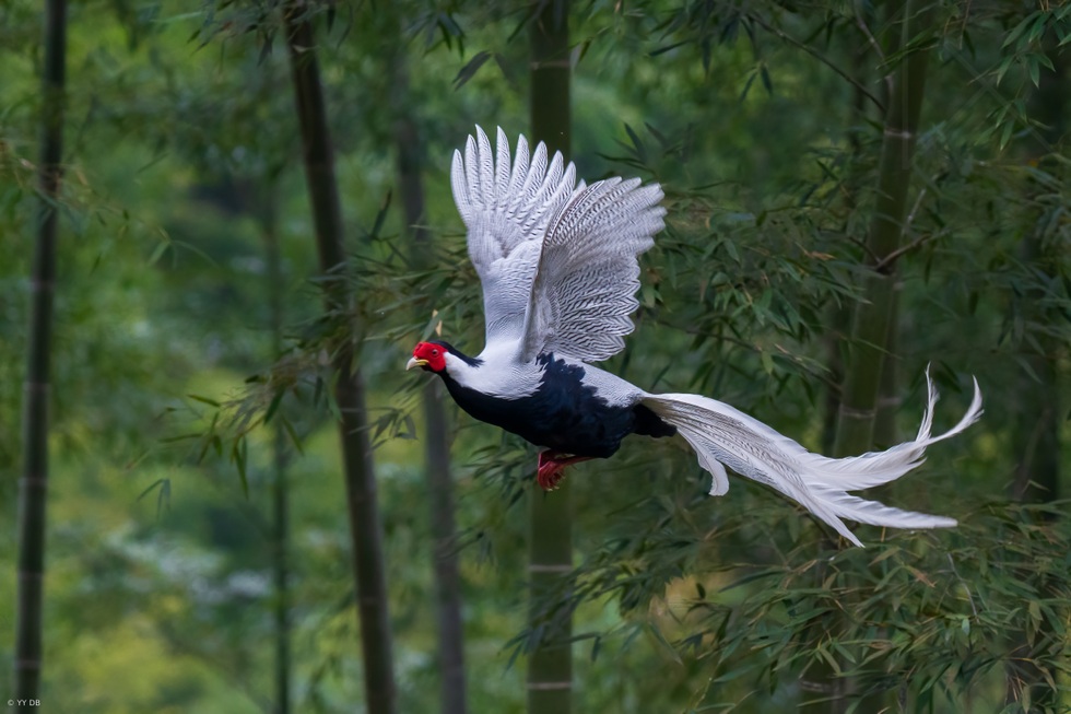 Vì sao không thể tùy tiện nuôi và nhân giống động vật quý, hiếm? - 2 Vì sao không thể tùy tiện nuôi và nhân giống động vật quý, hiếm? - 2