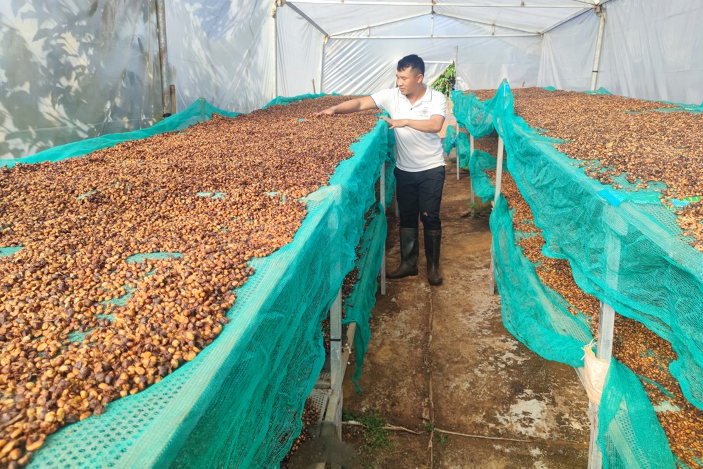 Cà phê được giá, dân chưa kịp mừng đã vội lo - 5