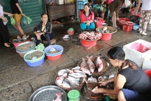 Cá tầng nổi “an toàn”, người tiêu dùng vẫn “né tránh” hải sản