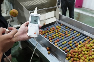 Chuyên gia Nhật Bản về Bắc Giang kiểm tra lô vải thiều xuất khẩu