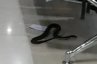 Hành khách náo loạn khi phát hiện thấy rắn xuất hiện trong phòng chờ sân bay
