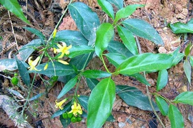 Cứu một thanh niên tự vẫn bằng lá ngón