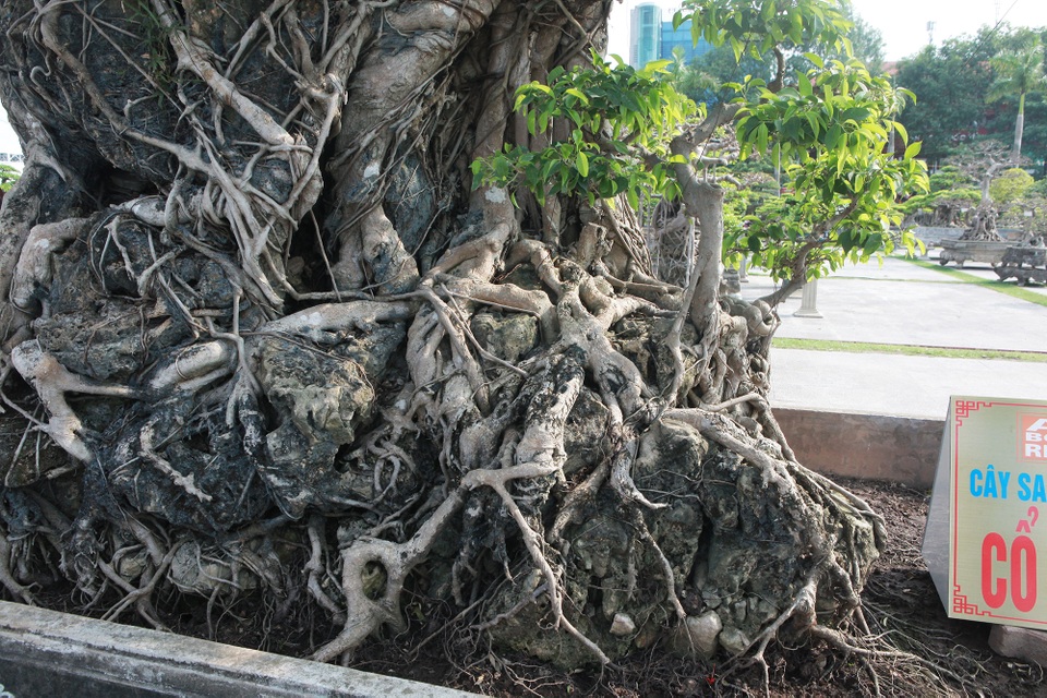 Sanh lá mũi hài ký đá cổ nhất châu Á, đại gia đổi 8 lô đất vẫn không bán - 5 Sanh lá mũi hài ký đá cổ nhất châu Á, đại gia đổi 8 lô đất vẫn không bán - 5