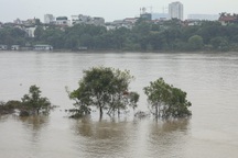 Cuộc sống người dân xóm thuyền đảo lộn khi nước sông Hồng dâng cao