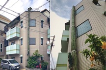 Khó tin cây xương rồng cao hơn cả toà nhà 3 tầng