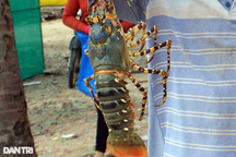 100 tấn tôm hùm bông bán không ai mua, nông dân lại "ngồi trên lửa"