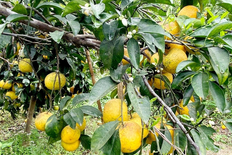 Nước mắt người trồng quýt ở vùng đất đỏ bazan - 1 Nước mắt người trồng quýt ở vùng đất đỏ bazan - 1