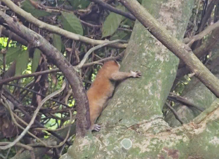 Thú lạ vào sân trong ngày Vu Lan, người đàn ông liền báo công an - 2