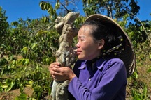 Vụ cà phê, sầu riêng và tiêu bị chặt phá ở Gia Lai: Khởi tố một bị can