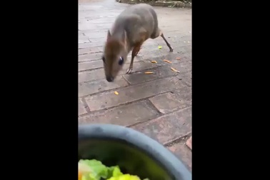 Cận cảnh loài động vật có móng guốc nhỏ nhất thế giới